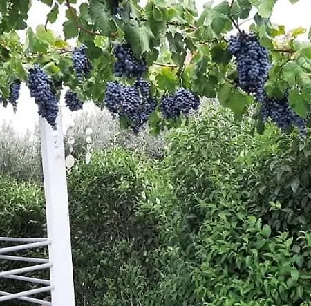 Lavender View Luxury House Holiday home *